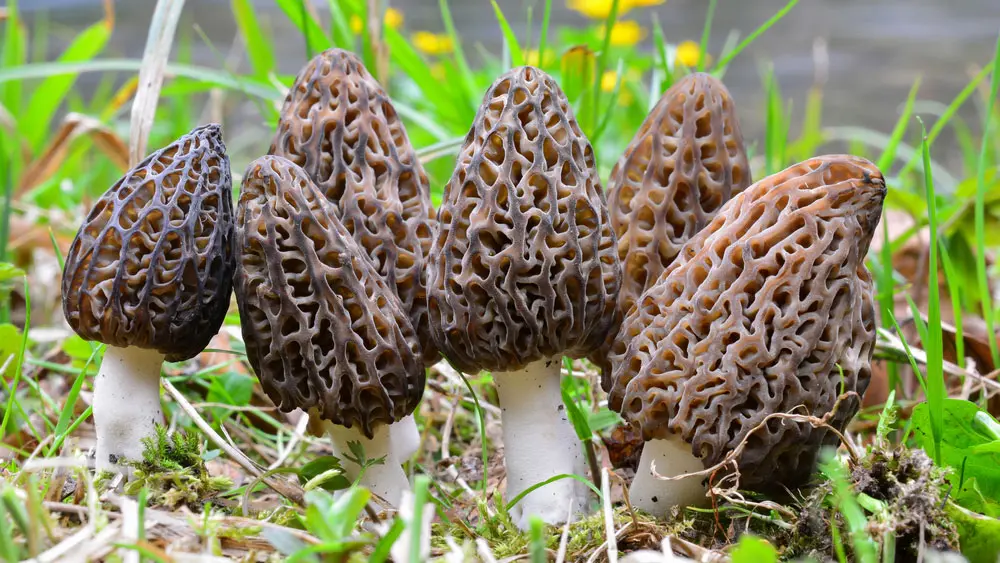 Сморчок Сморчок