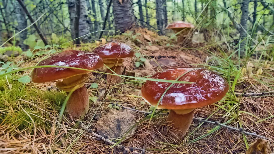 Маслята Маслята