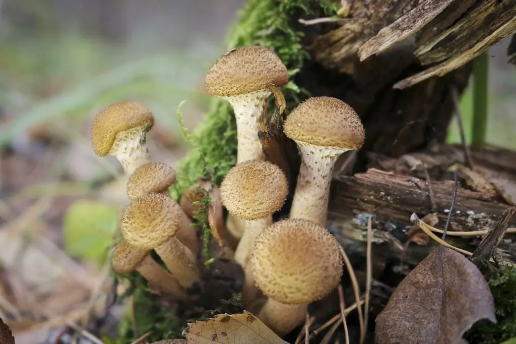 Опята Опята