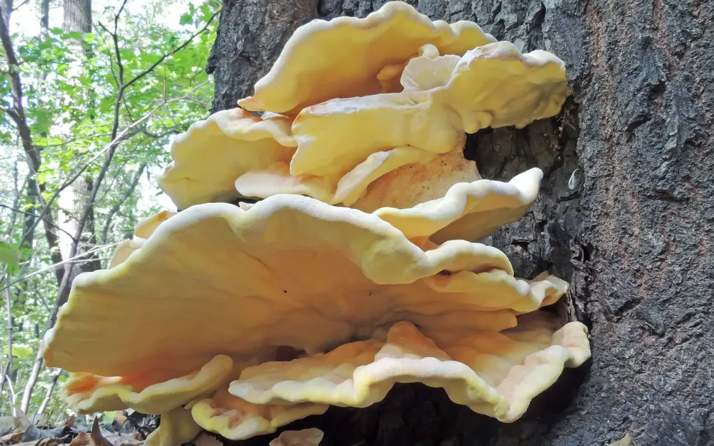 Трутовик Трутовик