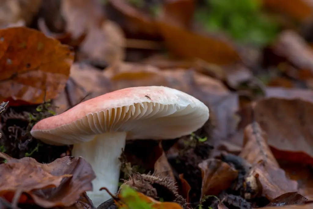 Сыроежка Сыроежка