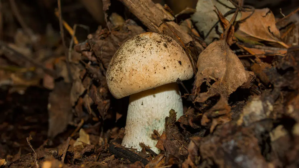 Полубелый гриб Полубелый гриб