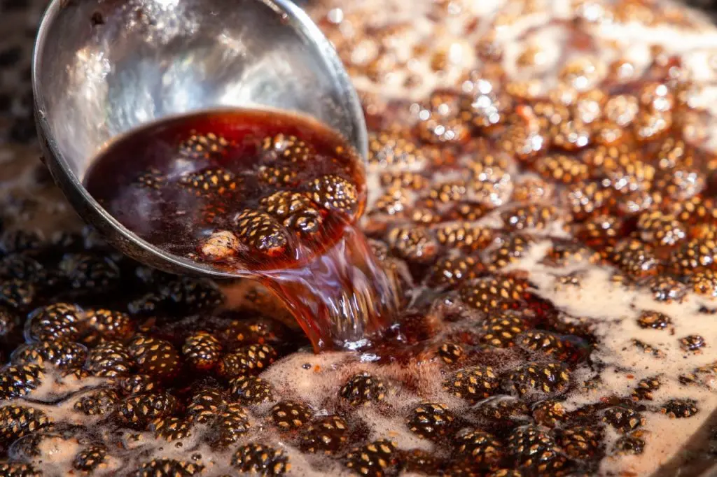 Приготовление варенья из сосновой шишки Приготовление варенья из сосновой шишки