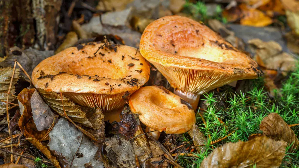 Рыжик Рыжик