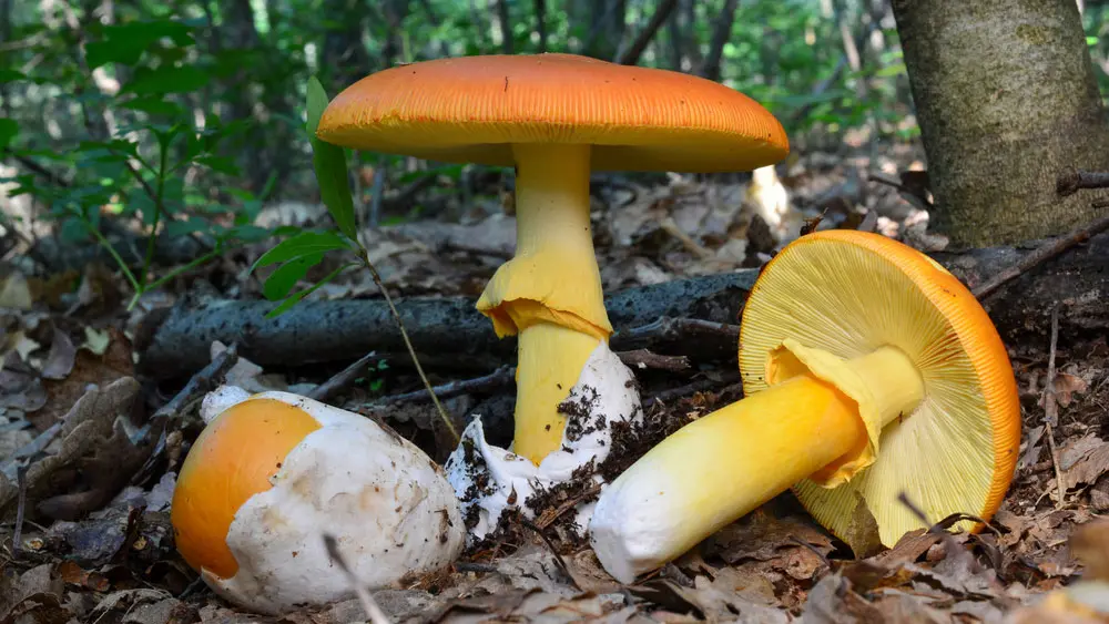 Цезарский гриб Цезарский гриб