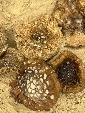 Мухомор Пантерный Мука из шляпок, 25 г Мухомор Пантерный Мука из шляпок, 25 г